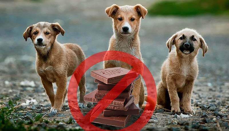 How Much Chocolate Will Kill A Dog What If Your Dog Eats Chocolate